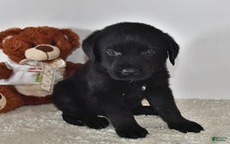 Labrador Retriever dogs for sale: Colt - Image 10
