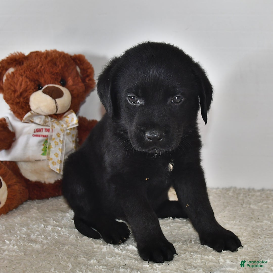 Labrador Retriever dogs for sale: Colt - Image 10