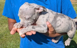 American Bully dogs for sale: Orange Girly - Image 11