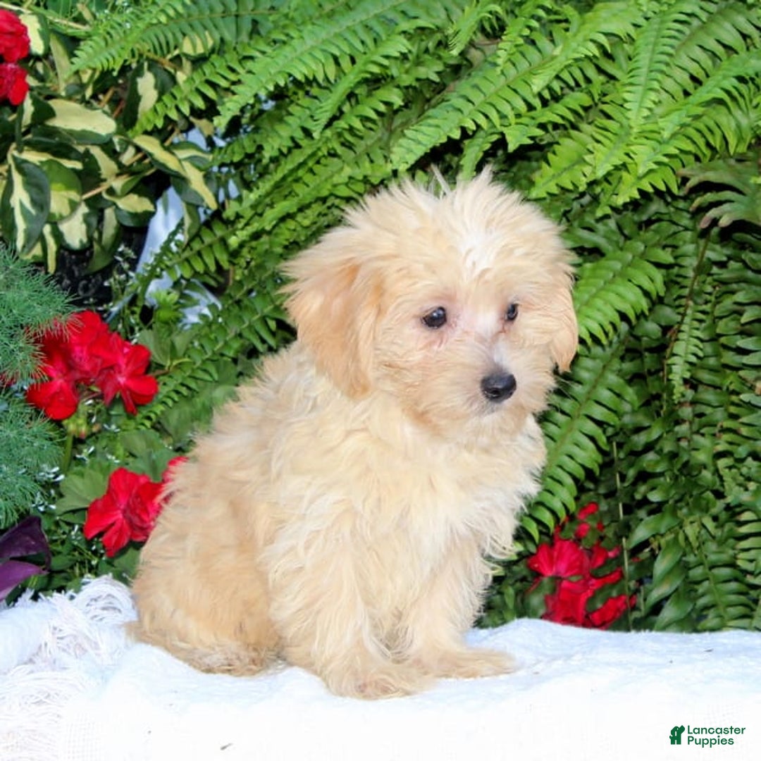 Morkie dogs for sale: Frankie - Image 2