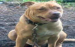 American Pit Bull Terrier dogs for sale: Ginger - Image 7