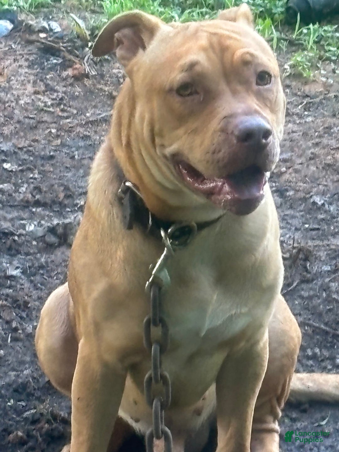 American Pit Bull Terrier dogs for sale: Ginger - Image 7