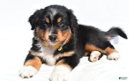 Miniature Australian Shepherd dogs for sale: Miniature Australian Shepherd 7 puppies - Image 12