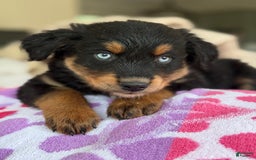 Australian Shepherd dogs for sale: Mikoh - Image 6