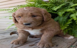 Goldendoodle dogs for sale: Ben - Image 12