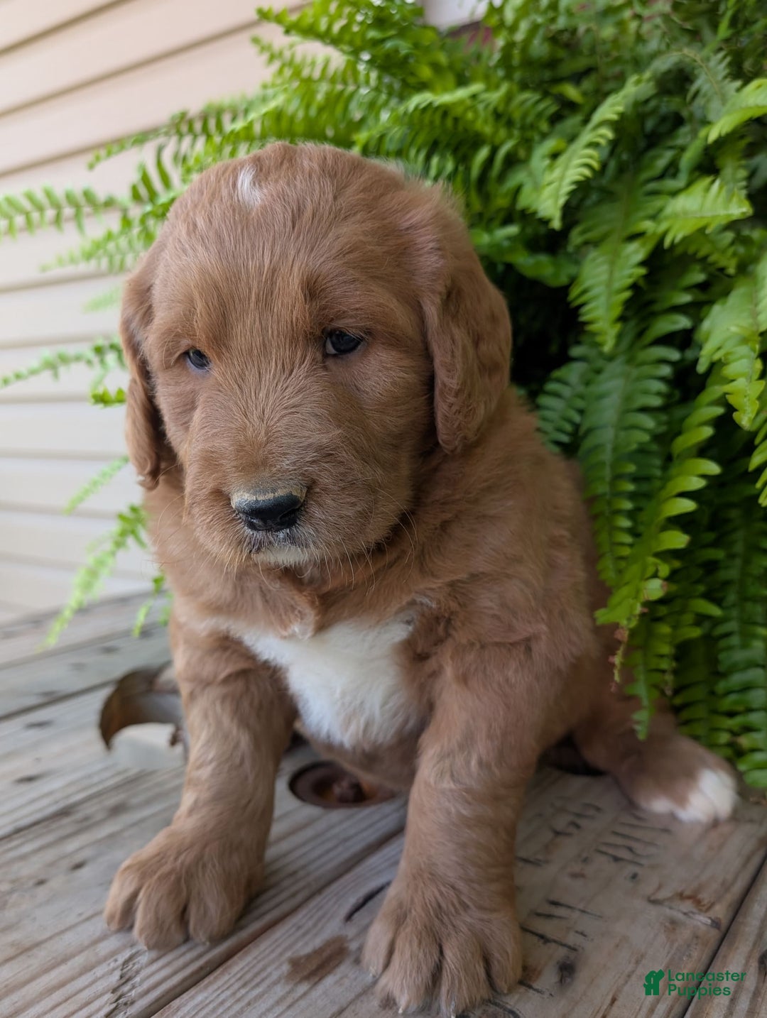 Goldendoodle dogs for sale: Ben - Image 12
