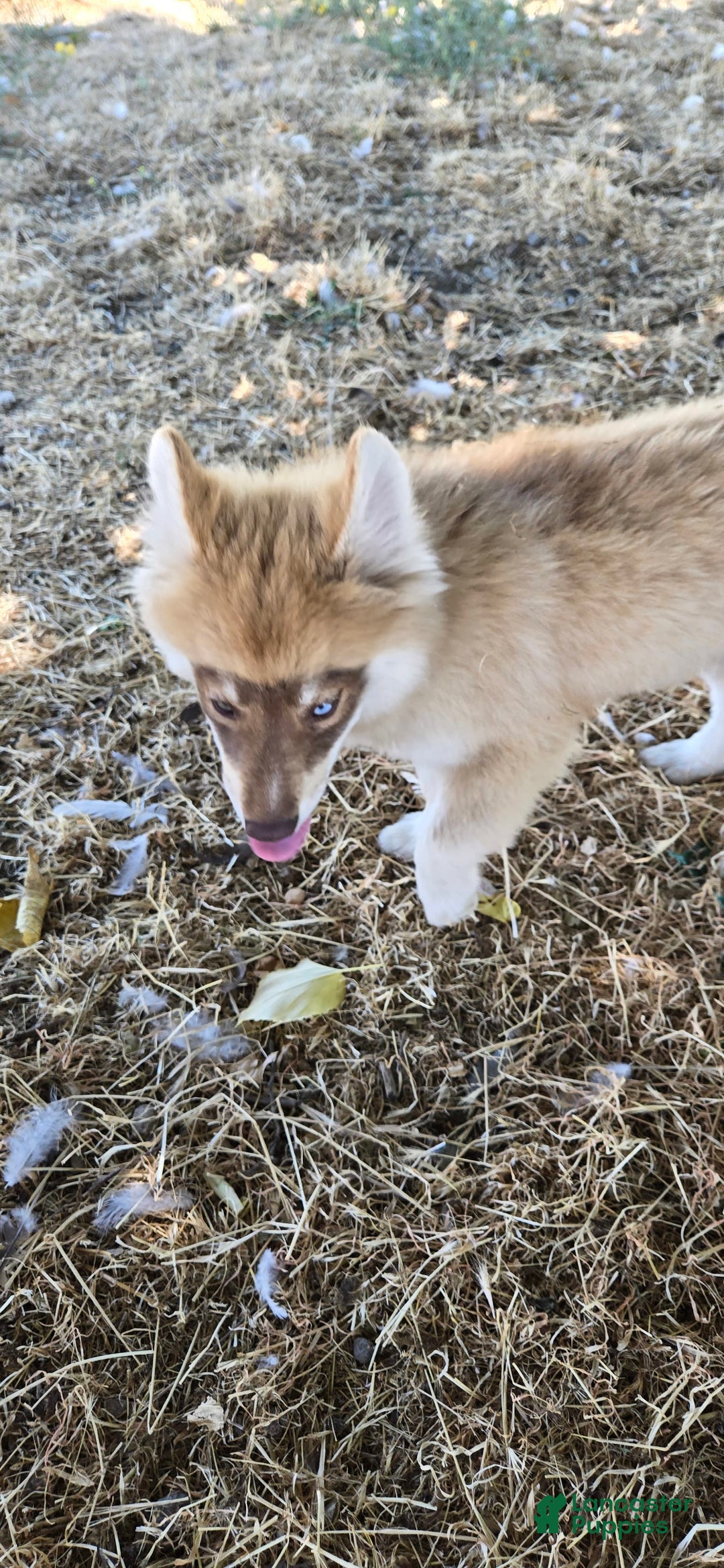 Pomsky dogs for sale: Tesla - Image 5