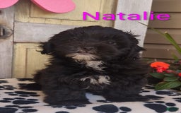 Shih Tzu dogs for sale: Natalie - Image 2