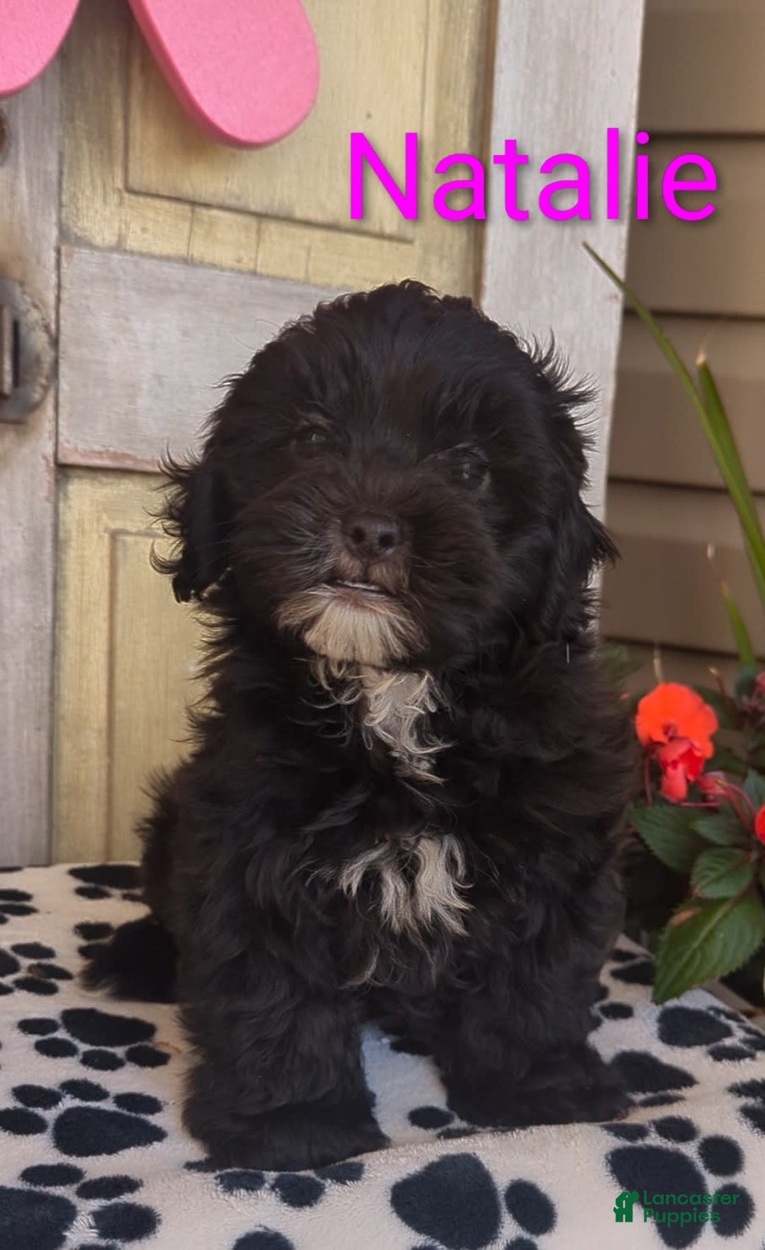 Shih Tzu dogs for sale: Natalie - Image 2