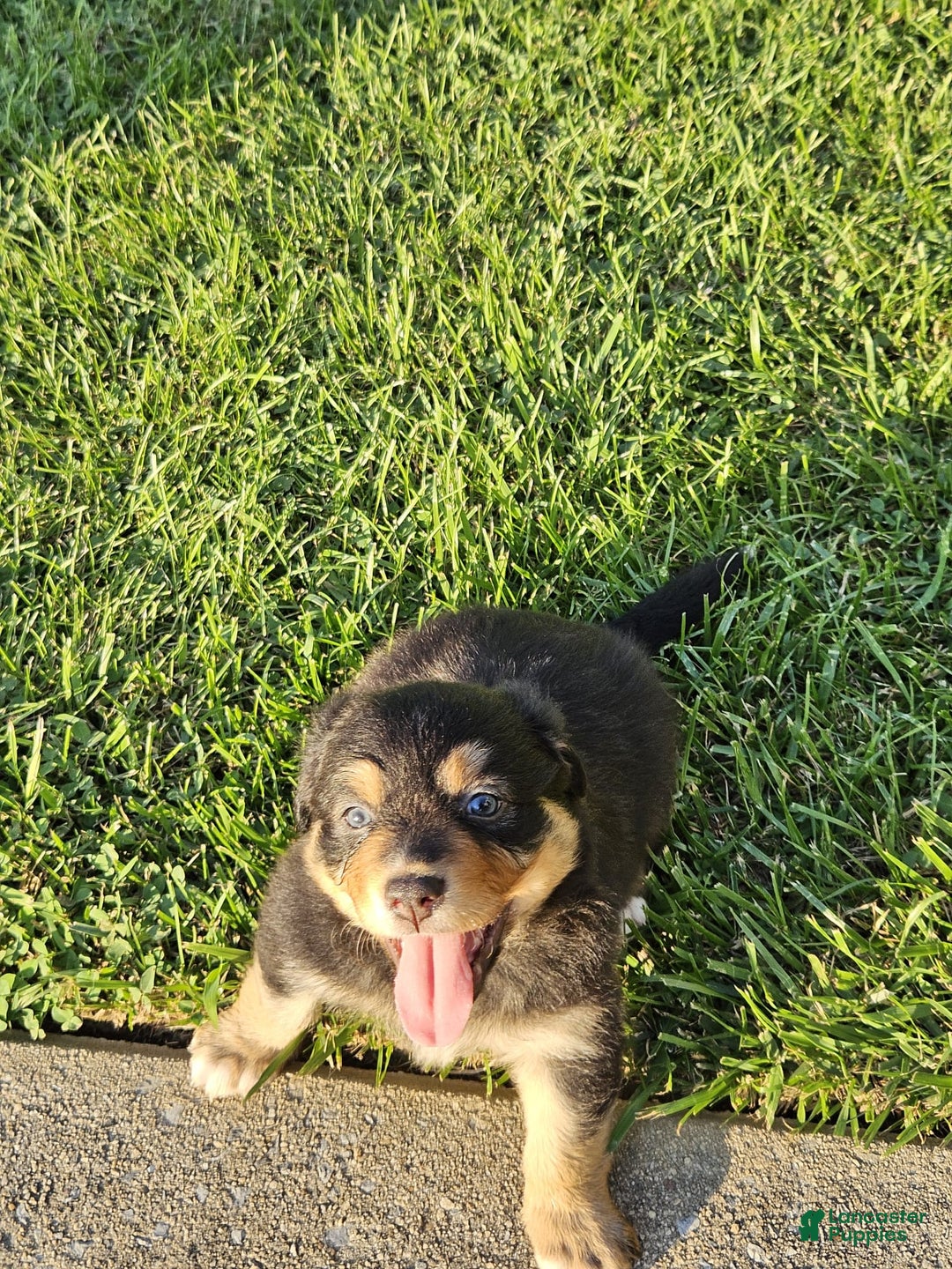 Australian Shepherd dogs for sale: Miss Rotti - Image 1