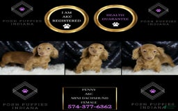 Miniature Dachshund dogs for sale: Miniature Dachshund 3 puppies - Image 7
