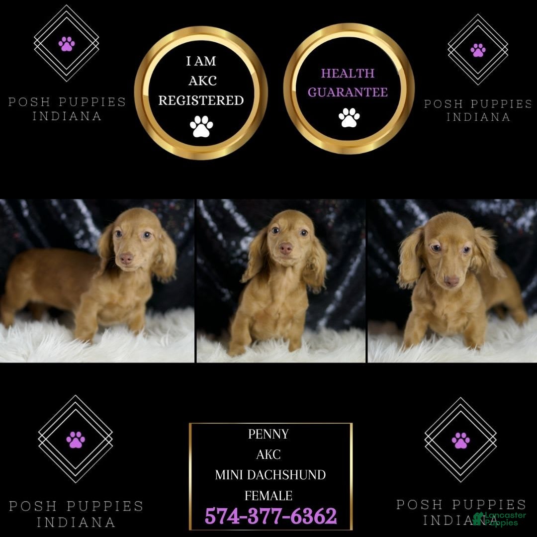 Miniature Dachshund dogs for sale: Miniature Dachshund 3 puppies - Image 7