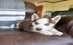 Siberian Husky dogs for sale: Buster - Image 3