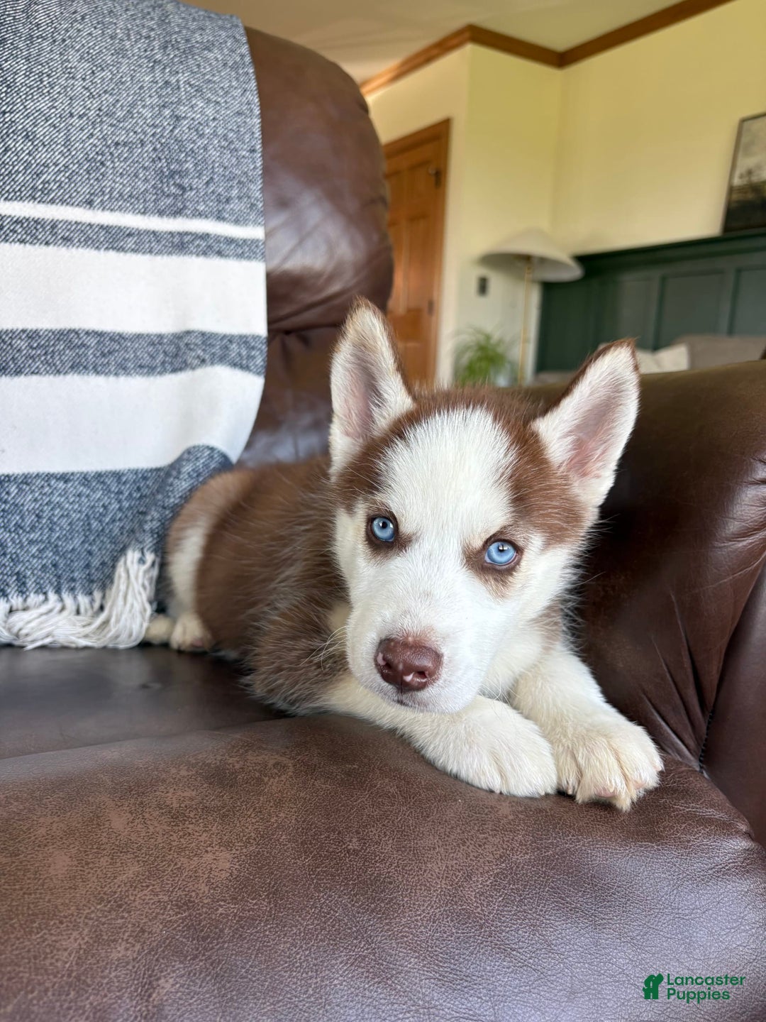 Siberian Husky dogs for sale: Buster - Image 3