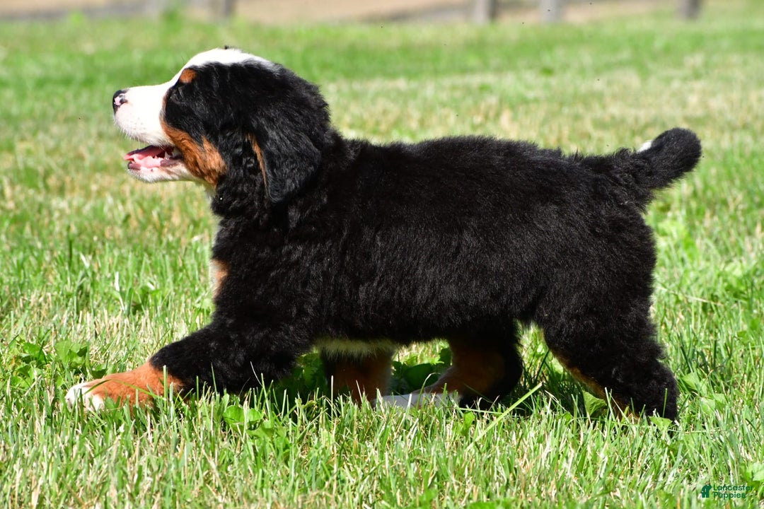 Bernese Mountain Dog dogs for sale: Bella - Image 3