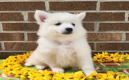 American Eskimo dogs for sale: Gringo - Image 4