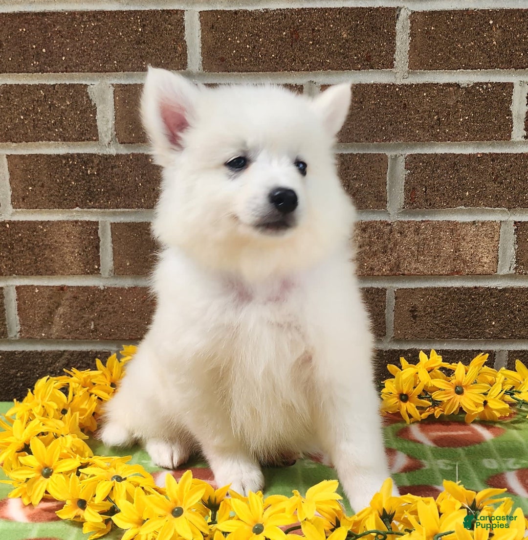 American Eskimo dogs for sale: Gringo - Image 4