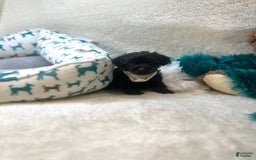 Morkie dogs for sale: Asa - Image 6