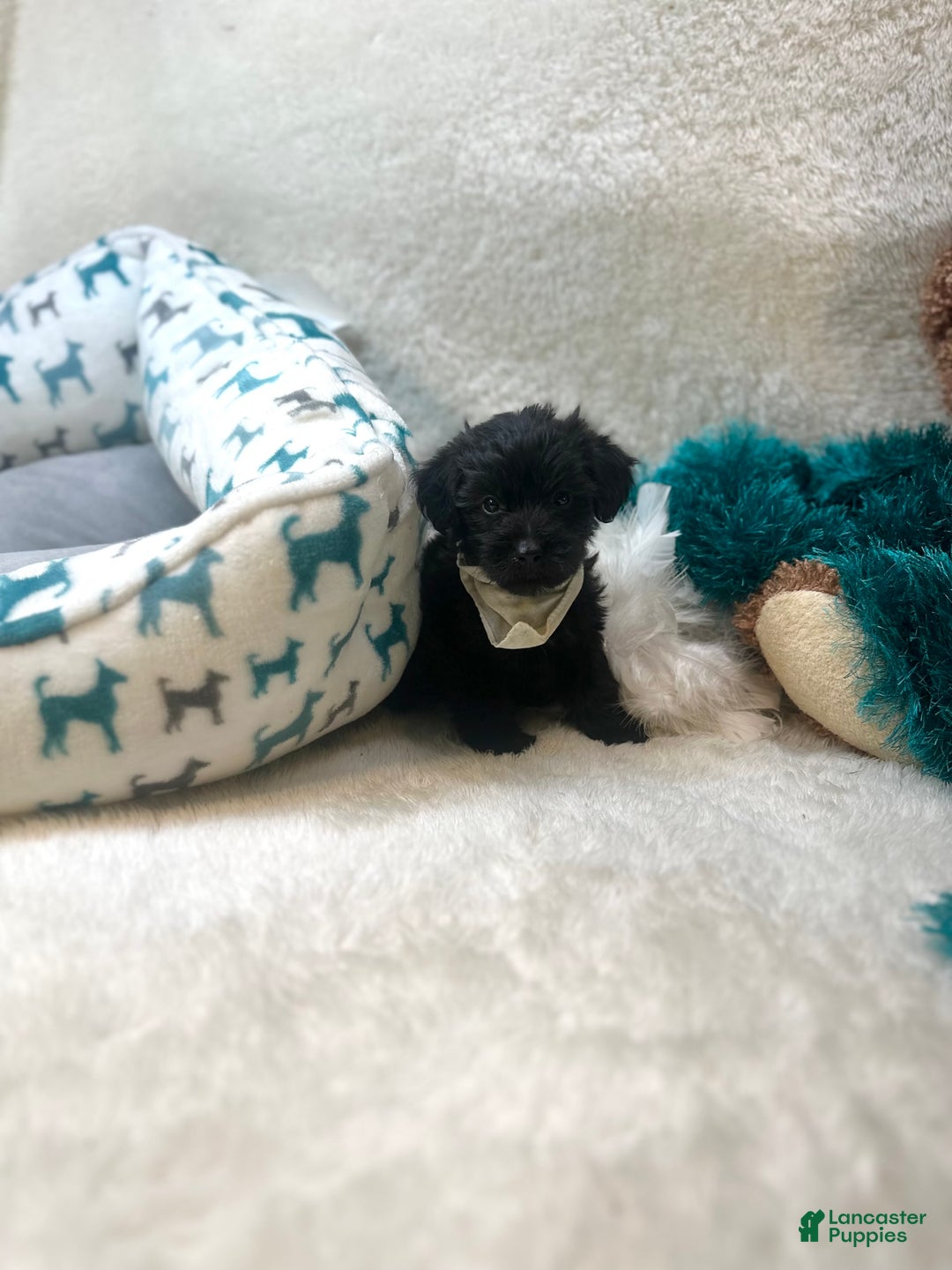 Morkie dogs for sale: Asa - Image 6