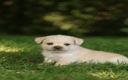 Shih Tzu dogs for sale: Milo - Image 2