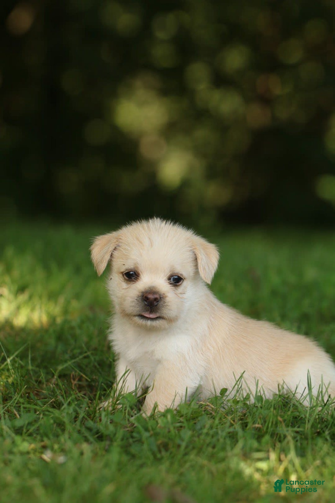 Shih Tzu dogs for sale: Milo - Image 2