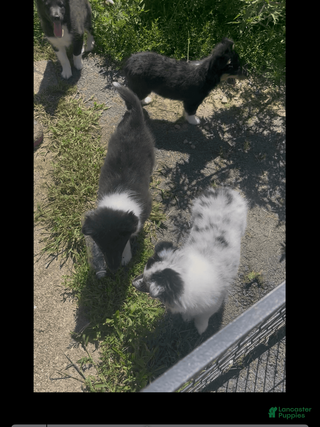 Shetland Sheepdog dogs for sale: Bi-black - Image 5