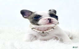 French Bulldog dogs for sale: Mollie - Image 2