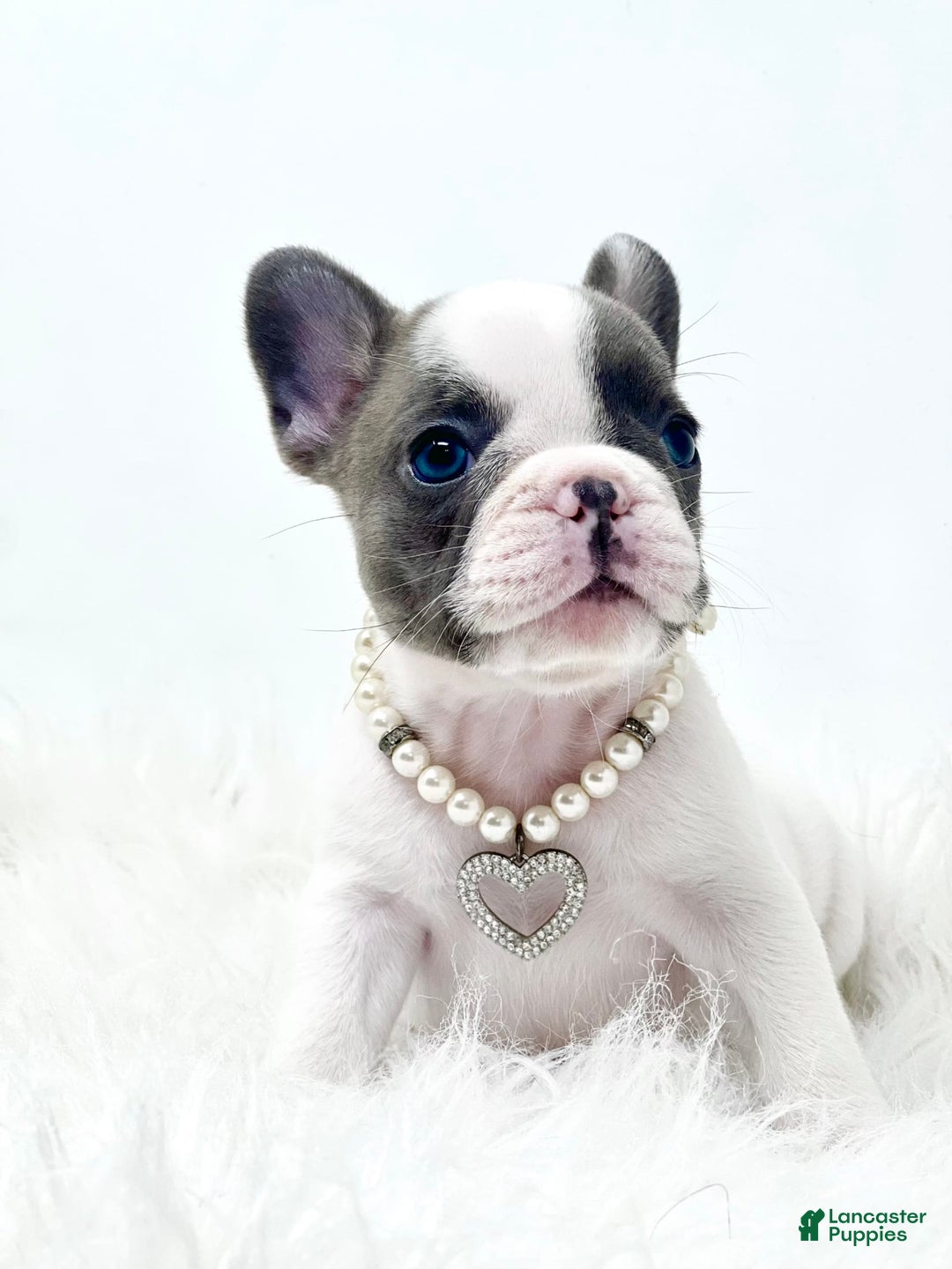 French Bulldog dogs for sale: Mollie - Image 2