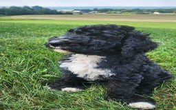 Bernedoodle dogs for sale: Denver - Image 1