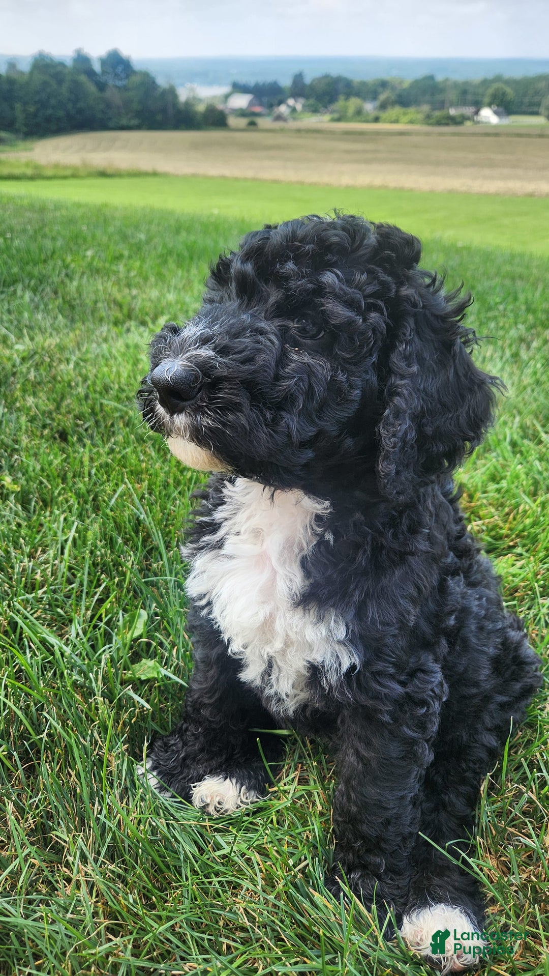 Bernedoodle dogs for sale: Denver - Image 1