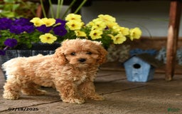 Cockapoo dogs for sale: Mojo - Image 3