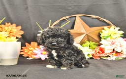 Miniature Poodle dogs for sale: Chip   Extra Small - Image 2