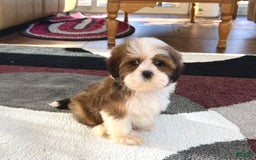 Lhasa Apso dogs for sale: Milo - Image 5