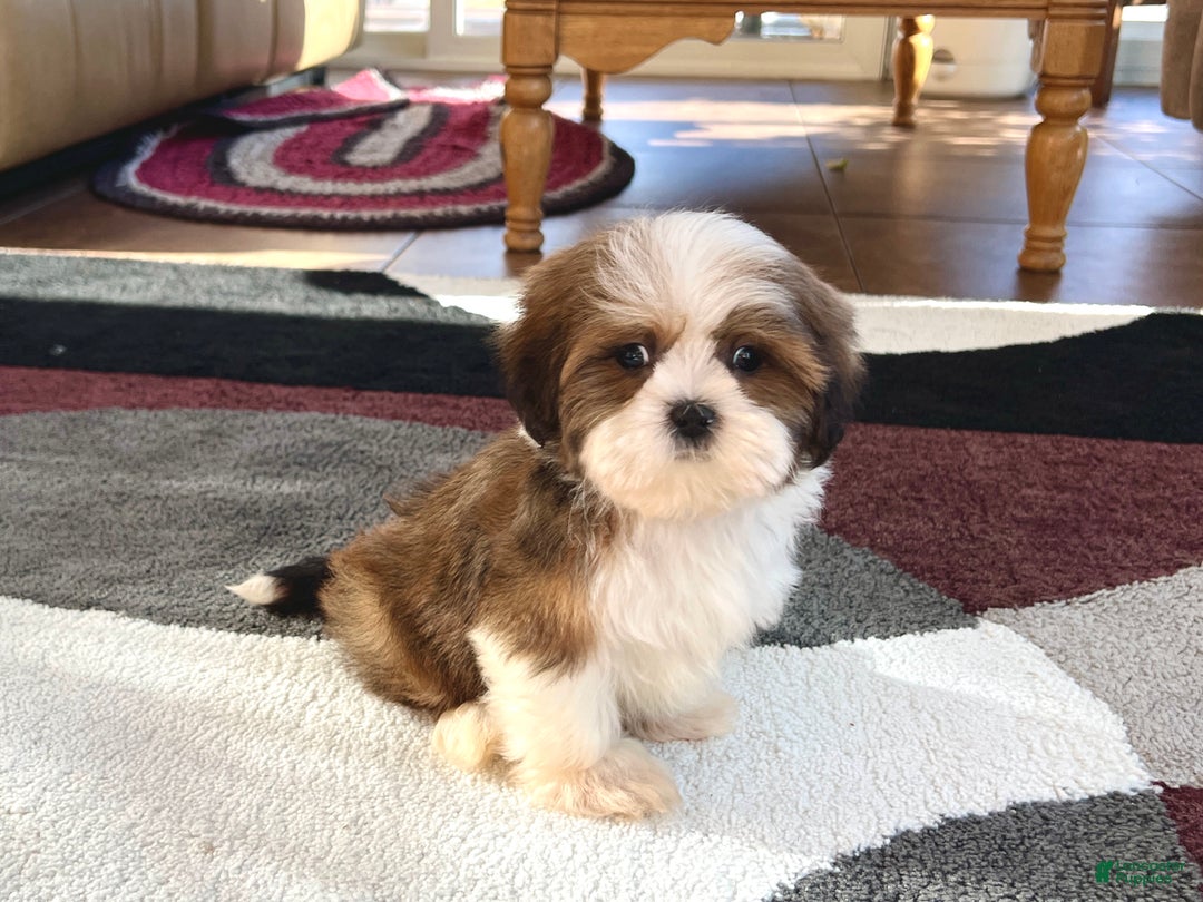 Lhasa Apso dogs for sale: Milo - Image 5