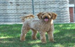 Irish Doodle dogs for sale: Ginger - Image 3