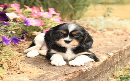Cavalier King Charles Spaniel dogs for sale: Diamond - Image 5