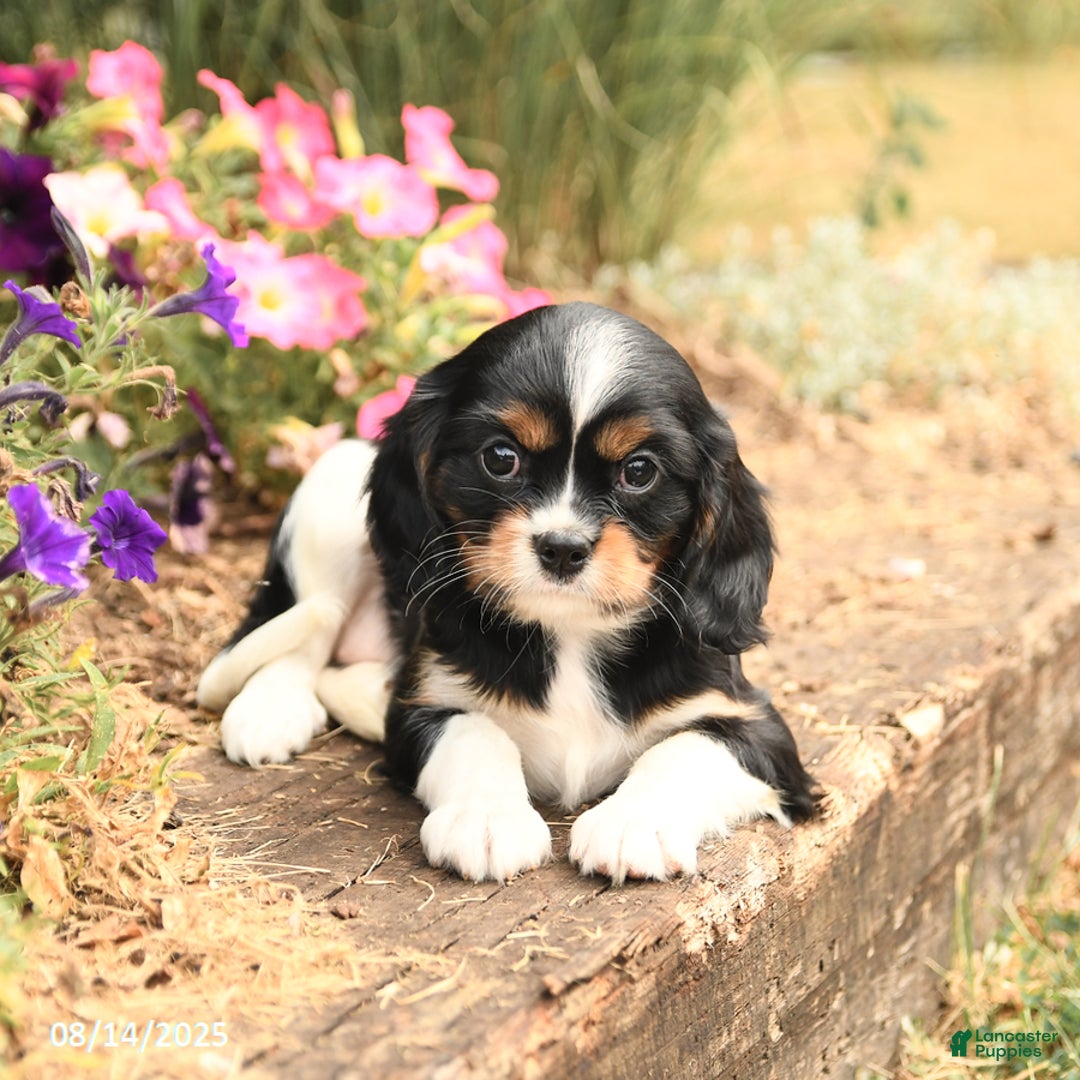 Cavalier King Charles Spaniel dogs for sale: Diamond - Image 5
