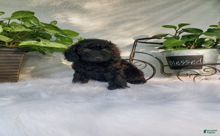 Miniature Poodle dogs for sale - Ad 5