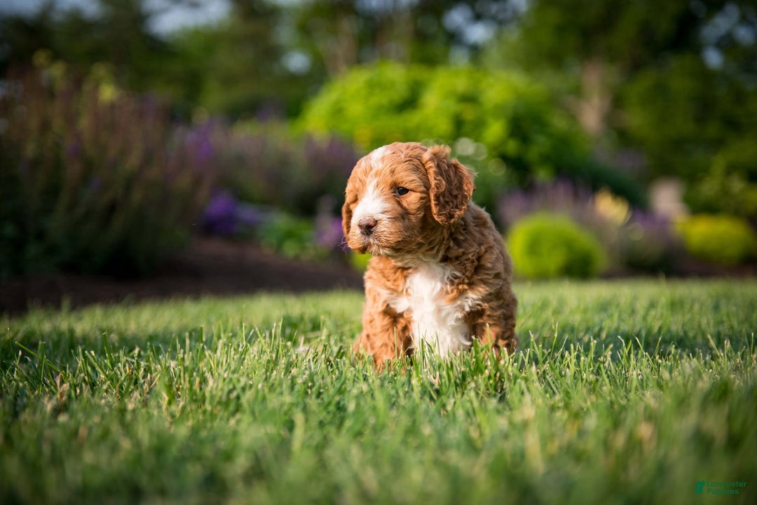 Goldendoodle dogs for sale: Janelle - Image 1
