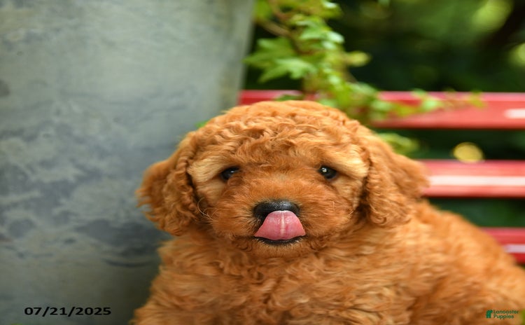 Mini Goldendoodle dogs for sale - Ad 3