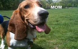 Beagle dogs for sale: Bassetdoodles - Image 13