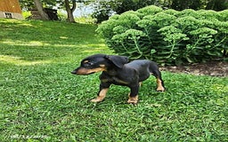 Doberman Pinscher dogs for sale: Dominic - Image 4