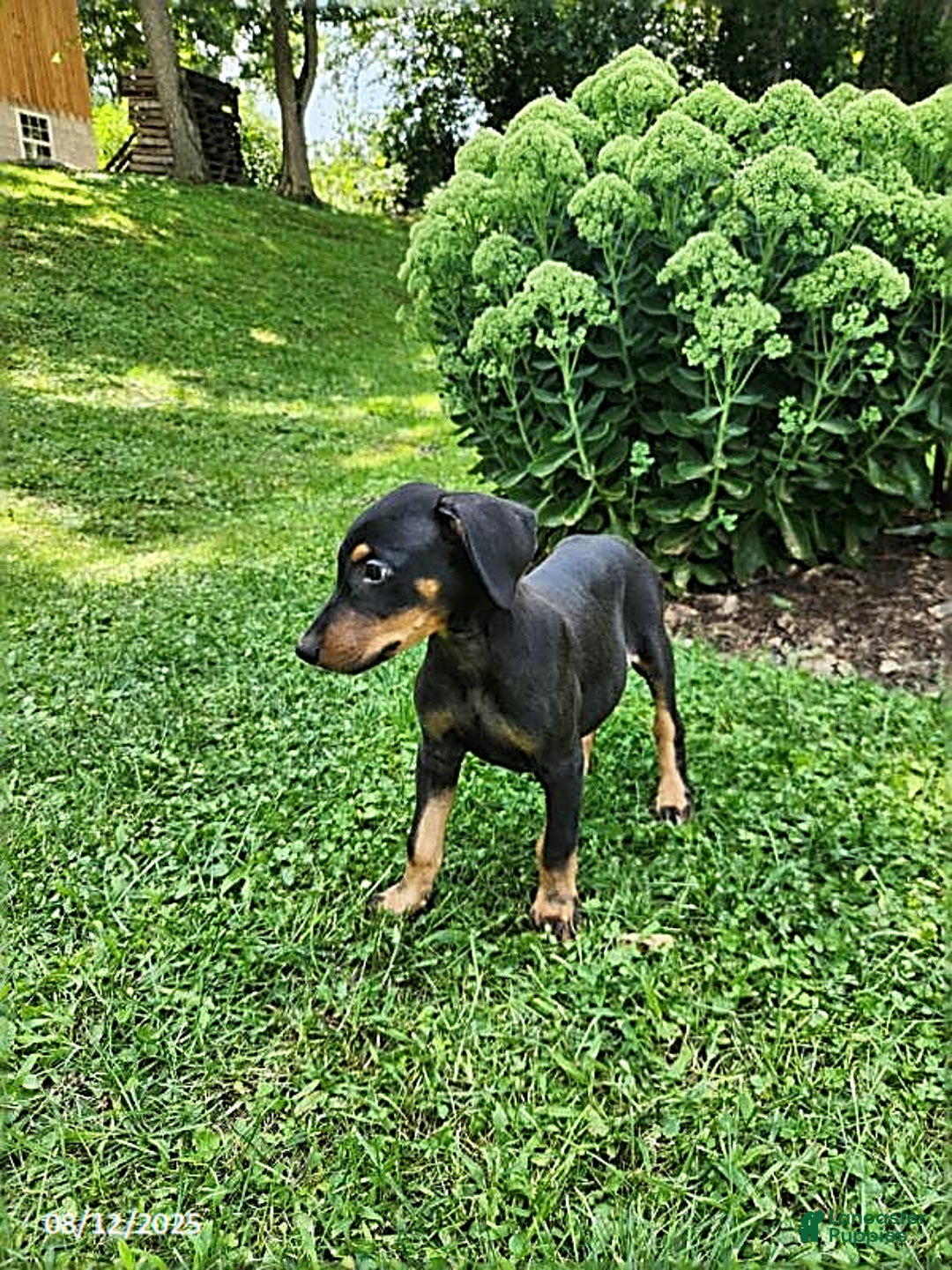 Doberman Pinscher dogs for sale: Dominic - Image 4