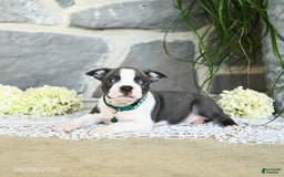 Boston Terrier dogs for sale: Wells - Image 2