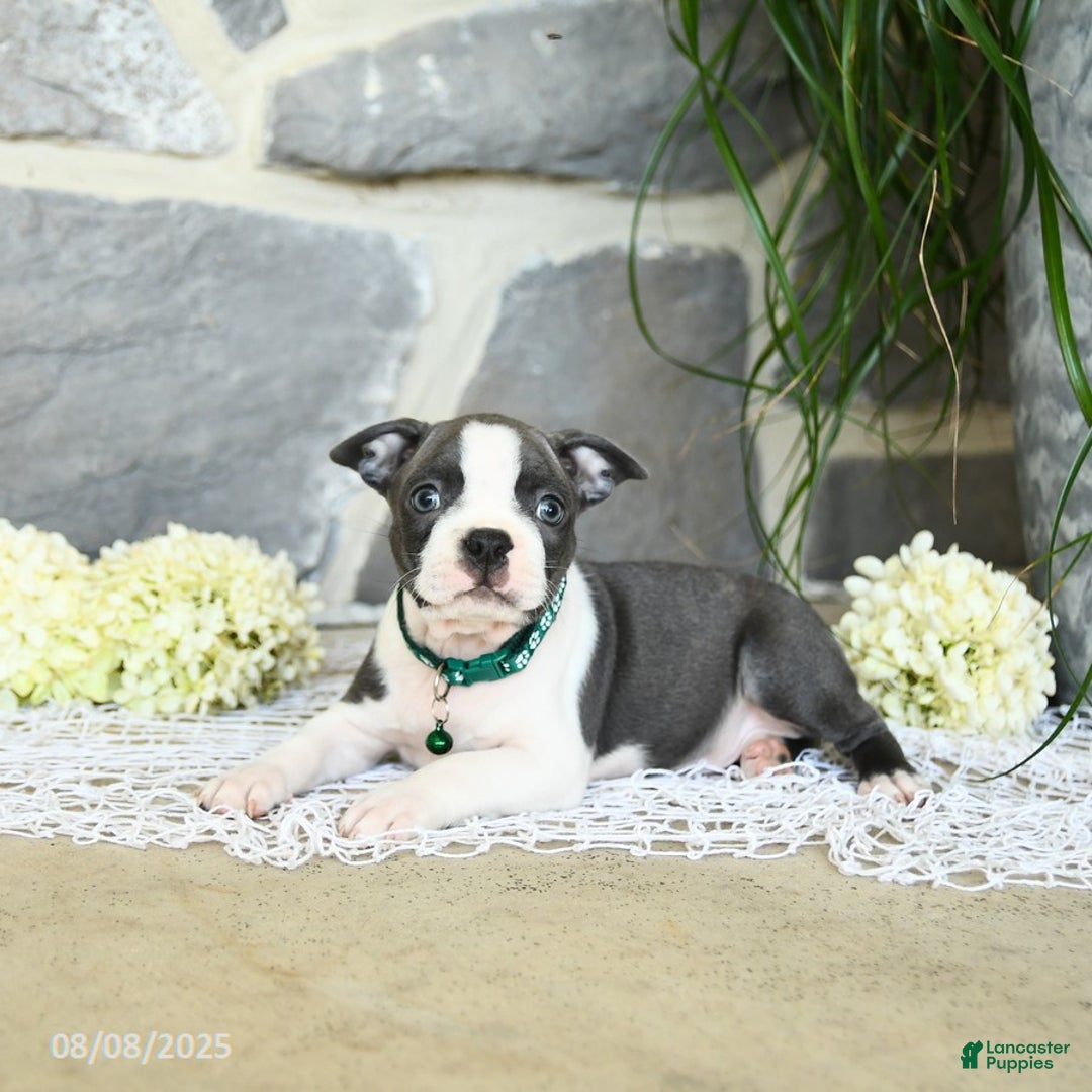Boston Terrier dogs for sale: Wells - Image 2