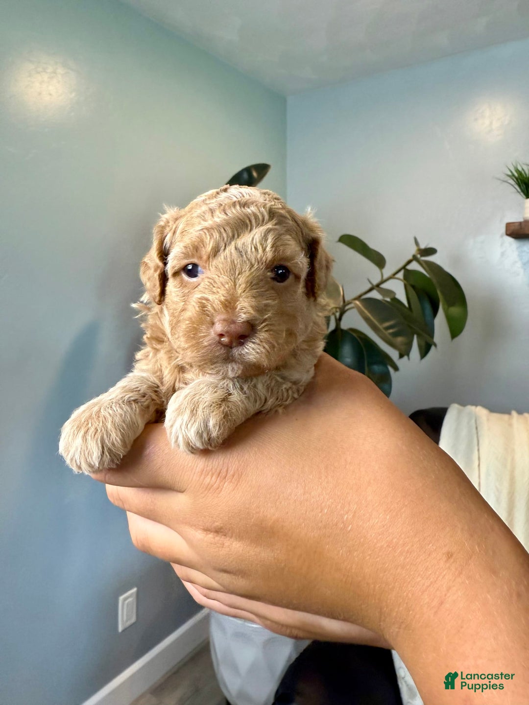Mini Goldendoodle dogs for sale: Daisy - Image 4