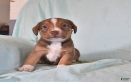 Australian Shepherd dogs for sale: Basil - Image 9