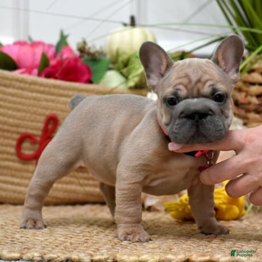 French Bulldog dogs for sale: Mia - Image 2
