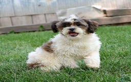 Shihpoo dogs for sale: Anya - Image 13