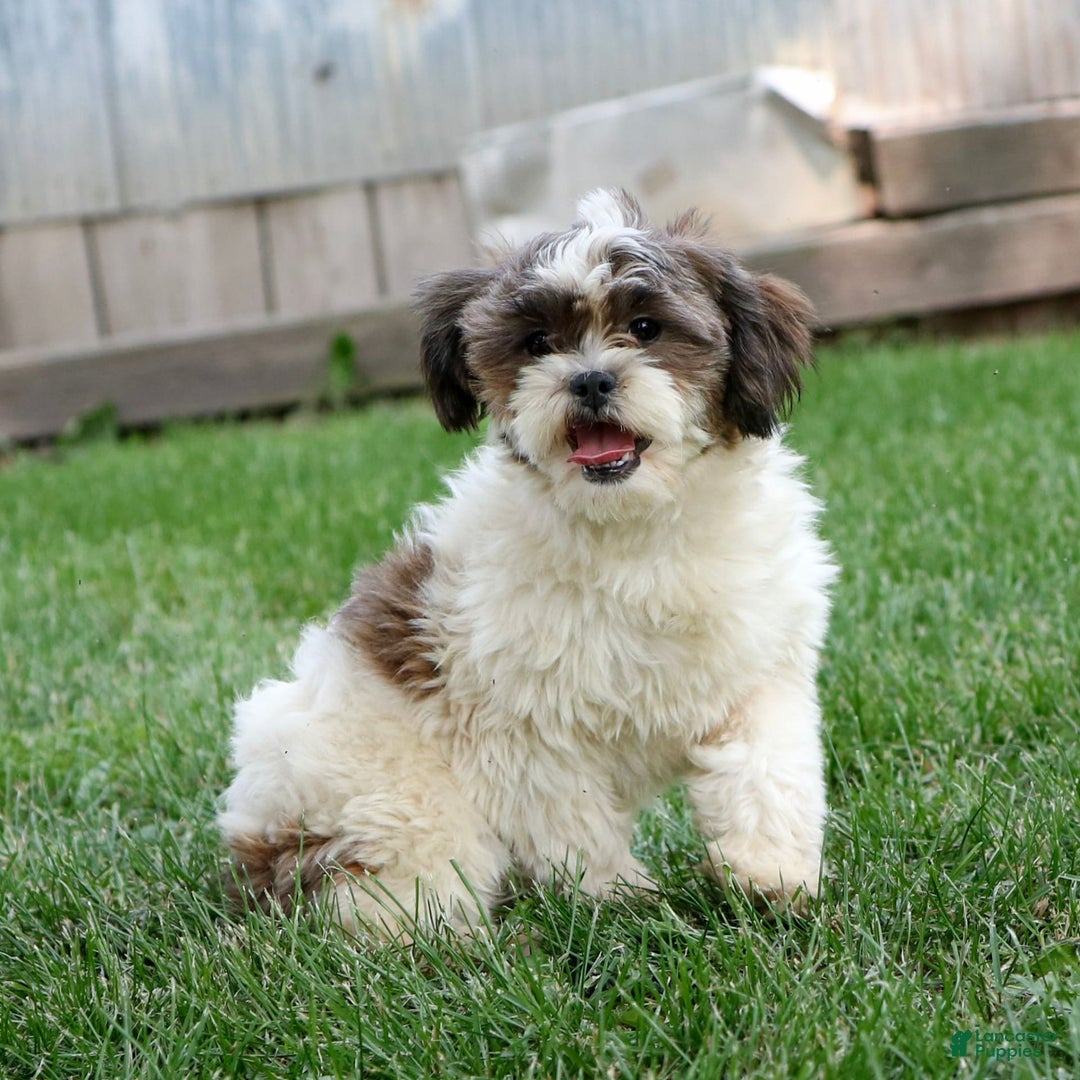 Shihpoo dogs for sale: Anya - Image 13
